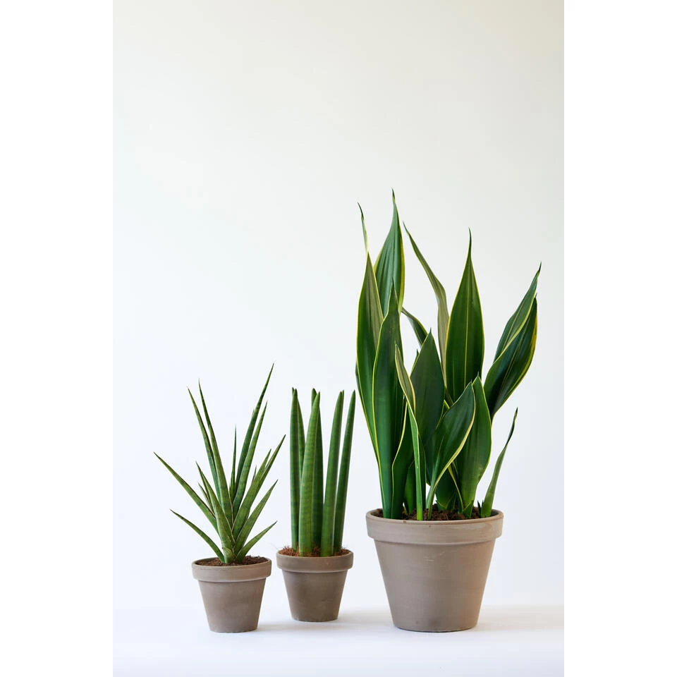 Vrouwentong - Sansevieria 'Black Coral' 2x - Pot 17 Cm - ↕65 Cm 4 Vrouwentong - Sansevieria 'Black Coral' 2x - Pot 17 Cm - ↕65 Cm - Afbeelding 2