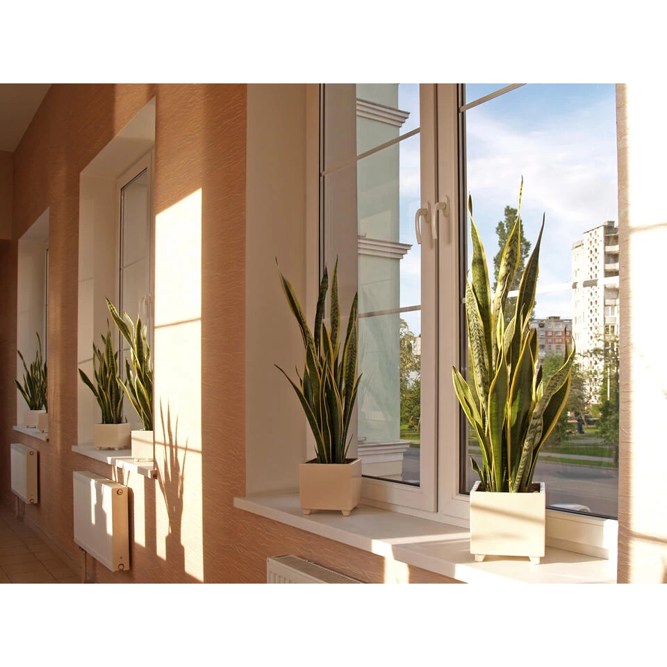 Vrouwentong - Sansevieria 'Black Coral' 2x - Pot 17 Cm - ↕65 Cm 5 Vrouwentong - Sansevieria 'Black Coral' 2x - Pot 17 Cm - ↕65 Cm - Afbeelding 3