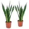 Vrouwentong - Sansevieria 'Black Coral' 2x - Pot 17 Cm - ↕65 Cm -GroenThuis Voordeel 1255859332