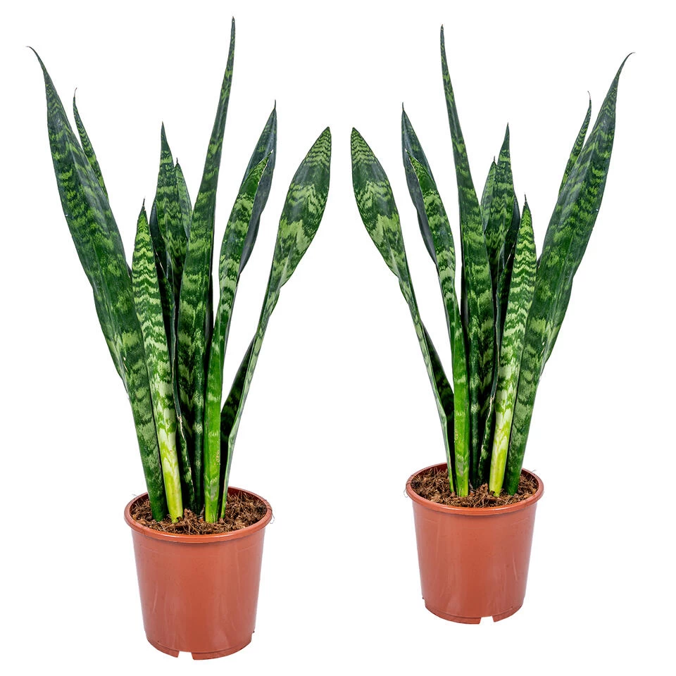 Vrouwentong - Sansevieria 'Black Coral' 2x - Pot 17 Cm - ↕65 Cm 3 Vrouwentong - Sansevieria 'Black Coral' 2x - Pot 17 Cm - ↕65 Cm