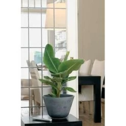 Bananenplant - Musa 'Tropicana' 2x - P17 Cm- H 60-70 Cm -GroenThuis Voordeel 1263419943 0102