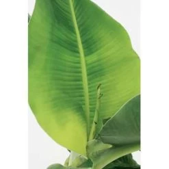 Bananenplant - Musa 'Tropicana' 2x - P17 Cm- H 60-70 Cm -GroenThuis Voordeel 1263419943 0103