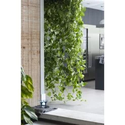 Scindapsus 'Aureum' In Hangpot 2x - Pot 17 Cm - ↕25 Cm -GroenThuis Voordeel 1268522459 0103