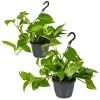 Scindapsus 'Aureum' In Hangpot 2x - Pot 17 Cm - ↕25 Cm