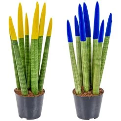Sansevieria Velvet Touch - Vrouwentong 2x - Pot 9 Cm - ↕35 Cm -GroenThuis Voordeel 1271191778 0101