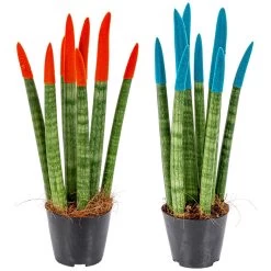 Sansevieria Velvet Touch - Vrouwentong 2x - Pot 9 Cm - ↕35 Cm -GroenThuis Voordeel 1271191778 0102