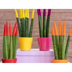 Sansevieria Velvet Touch - Vrouwentong 2x - Pot 9 Cm - ↕35 Cm -GroenThuis Voordeel 1271191778 0103