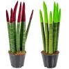 Sansevieria Velvet Touch - Vrouwentong 2x - Pot 9 Cm - ↕35 Cm -GroenThuis Voordeel 1271191778