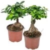 Ficus 'Ginseng' - Bonsaiboom 2x - Pot 12 Cm - ↕35 Cm -GroenThuis Voordeel 1282538251