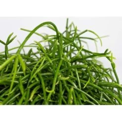 6x Rhipsalis Baccifera 'Oasis' - Koraalcactus - ⌀10,5 Cm - ↕10-15 Cm -GroenThuis Voordeel 1290532142 0101