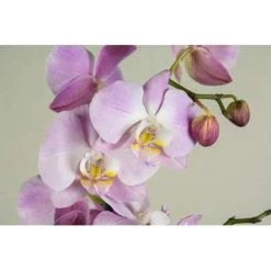 Orchidee - Phalaenopsis Roze - Pot 9 Cm - ↕40 Cm -GroenThuis Voordeel 1292900241 0101