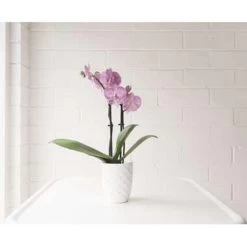 Orchidee - Phalaenopsis Roze - Pot 9 Cm - ↕40 Cm -GroenThuis Voordeel 1292900241 0102