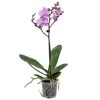 Orchidee - Phalaenopsis Roze - Pot 9 Cm - ↕40 Cm -GroenThuis Voordeel 1292900241