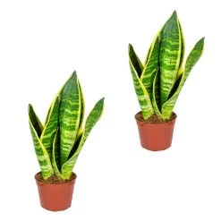 Sansevieria 'Suba' 2x - Pot 9 Cm - ↕35 Cm