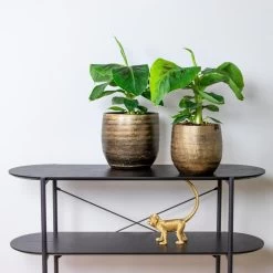 Bananenplant - Musa 'Tropicana' - Tropische P17 Cm - H60-70 Cm -GroenThuis Voordeel 1312479597 0101