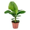 Bananenplant - Musa 'Tropicana' - Tropische P17 Cm - H60-70 Cm -GroenThuis Voordeel 1312479597
