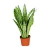 Sansevieria 'Zeylanica' - Pot 9 Cm - ↕35 Cm -GroenThuis Voordeel 1317673281