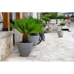 2x Cycas Revoluta – Vredespalm – ⌀12 Cm - ↕30-40 Cm -GroenThuis Voordeel 1323164550 0102