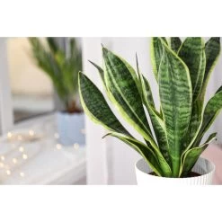 Sansevieria 'Black Coral' - Pot 12 Cm - ↕45 Cm -GroenThuis Voordeel 1340109551 0103