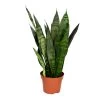 Sansevieria 'Black Coral' - Pot 12 Cm - ↕45 Cm -GroenThuis Voordeel 1340109551