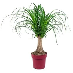 Beaucarnea 'Recurvata' - Olifantspoot ⌀15 Cm - ↕55 Cm