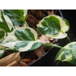 Scindapsus 'N-Joy' In Hangpot 2x -Pot 17 - ↕20 Cm -GroenThuis Voordeel 1361698441 0102