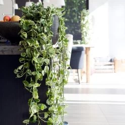 Scindapsus 'N-Joy' In Hangpot 2x -Pot 17 - ↕20 Cm -GroenThuis Voordeel 1361698441 0103