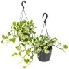 Scindapsus 'N-Joy' In Hangpot 2x -Pot 17 - ↕20 Cm -GroenThuis Voordeel 1361698441