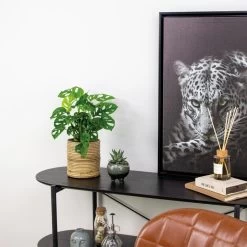 Monstera Adansonii 'Monkey Leaf' - Gatenplant - ⌀12 Cm - ↕20-25 Cm -GroenThuis Voordeel 1365135337 0103