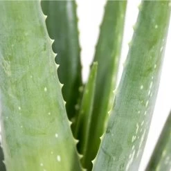 2x Aloe Vera Barbadensis - Vetplant - ⌀10,5 Cm - ↕30-35 Cm -GroenThuis Voordeel 1372455717 0102