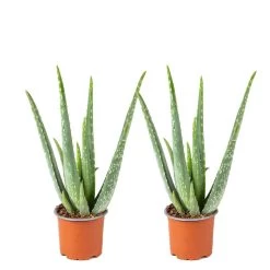 2x Aloe Vera Barbadensis - Vetplant - ⌀10,5 Cm - ↕30-35 Cm