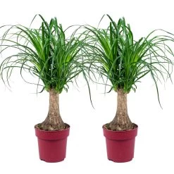 2x Beaucarnea Recurvata P15H55