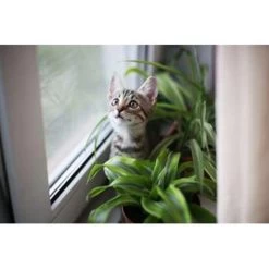 Cyperus Alternifolius 'Zumula' - Kattengras - ⌀12 Cm - ↕20-25 Cm -GroenThuis Voordeel 1409041876 0102