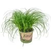 Cyperus Alternifolius 'Zumula' - Kattengras - ⌀12 Cm - ↕20-25 Cm