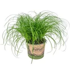 Cyperus Alternifolius 'Zumula' - Kattengras - ⌀12 Cm - ↕20-25 Cm