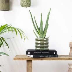 Aloë Vera – Vetplant & Succulent - ⌀12 Cm - ↕35-40 Cm -GroenThuis Voordeel 1410337721 0103