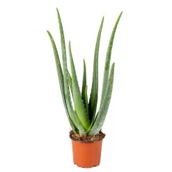 Aloë Vera – Vetplant & Succulent - ⌀12 Cm - ↕35-40 Cm