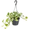 Scindapsus 'N-Joy' In Hangpot -Pot 17 Cm - ↕20 Cm -GroenThuis Voordeel 1422092902
