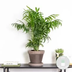 Chamaedorea Elegans – Mexicaanse Dwergpalm – ⌀18 Cm - ↕70-80 Cm -GroenThuis Voordeel 1431725668 0101