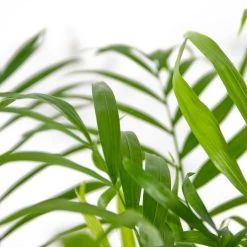 Chamaedorea Elegans – Mexicaanse Dwergpalm – ⌀18 Cm - ↕70-80 Cm -GroenThuis Voordeel 1431725668 0102