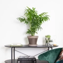 Chamaedorea Elegans – Mexicaanse Dwergpalm – ⌀18 Cm - ↕70-80 Cm -GroenThuis Voordeel 1431725668 0103