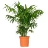Chamaedorea Elegans – Mexicaanse Dwergpalm – ⌀18 Cm - ↕70-80 Cm -GroenThuis Voordeel 1431725668
