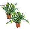 Blauwvaren - Phlebodium 2x - Luchtzuiverende Pot 12 Cm - ↕30 Cm -GroenThuis Voordeel 1445510971