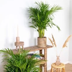 Dypsis Lutescens - Goudpalm - ⌀20 Cm - ↕90-100 Cm -GroenThuis Voordeel 1446825804 0103