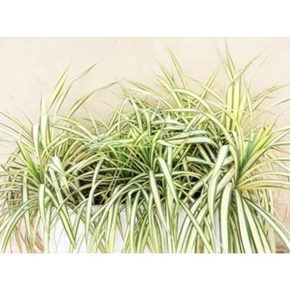 Graslelie In Hangpot - Chlorophytum Variegatum - Pot 18 - ↕45 Cm 4 Graslelie In Hangpot - Chlorophytum Variegatum - Pot 18 - ↕45 Cm - Afbeelding 2