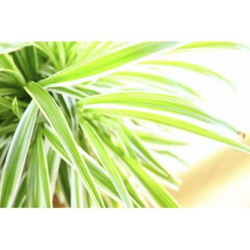 Graslelie In Hangpot - Chlorophytum Variegatum - Pot 18 - ↕45 Cm 5 Graslelie In Hangpot - Chlorophytum Variegatum - Pot 18 - ↕45 Cm - Afbeelding 3