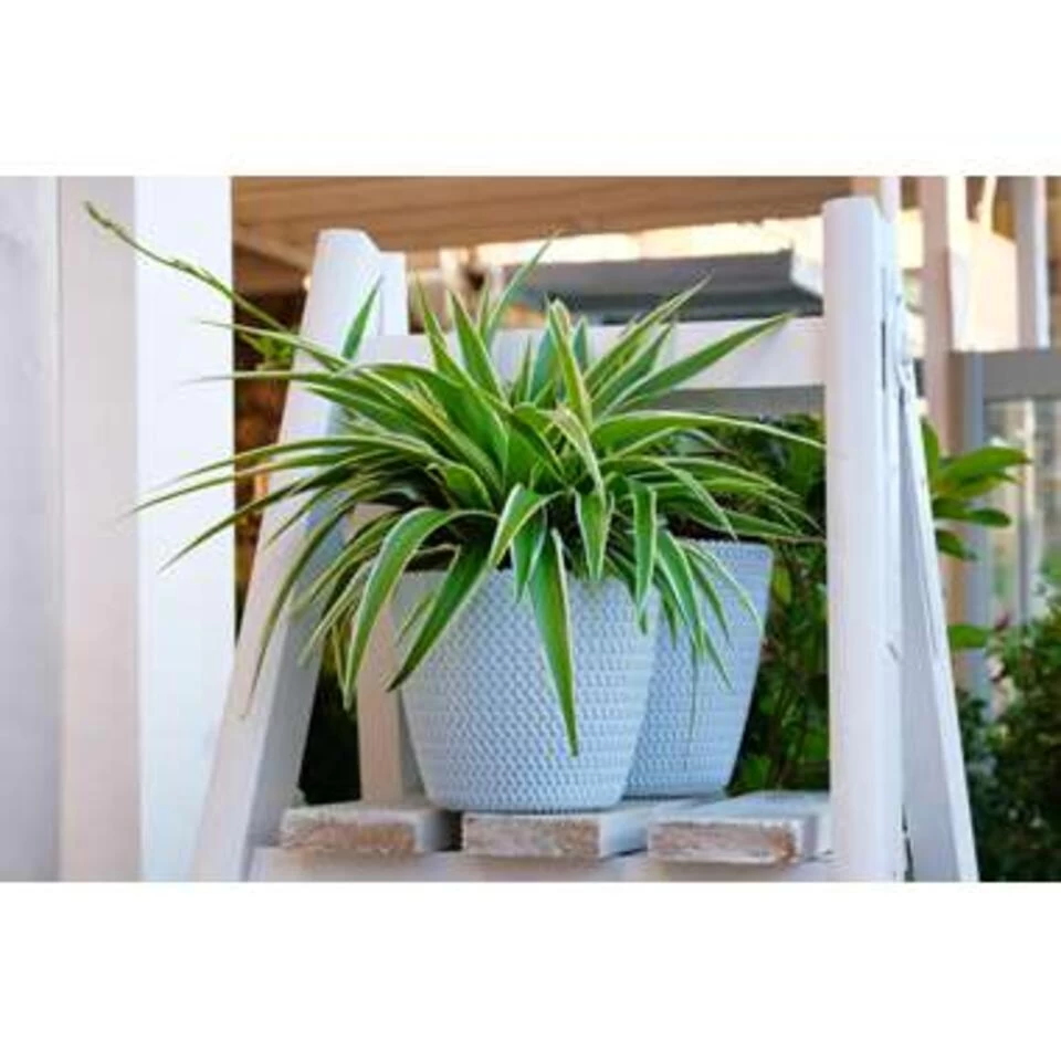 Graslelie In Hangpot - Chlorophytum Variegatum - Pot 18 - ↕45 Cm 6 Graslelie In Hangpot - Chlorophytum Variegatum - Pot 18 - ↕45 Cm - Afbeelding 4