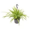 Graslelie In Hangpot - Chlorophytum Variegatum - Pot 18 - ↕45 Cm