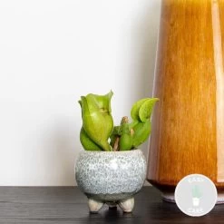 GroenThuis Voordeel 15 GroenThuis Voordeel -GroenThuis Voordeel 1460401248 0101