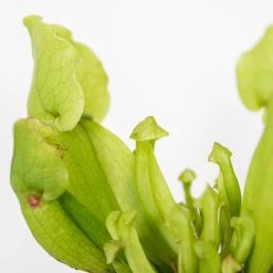 Sarracenia 'Juthatip Soper' – Trompetbekerplant – ⌀6 Cm – ↕05-10 Cm -GroenThuis Voordeel 1460401248 0102